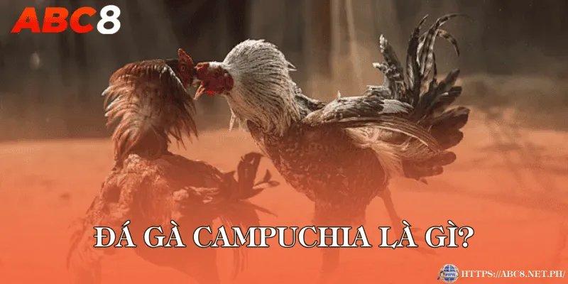 Đá gà Campuchia là gì?