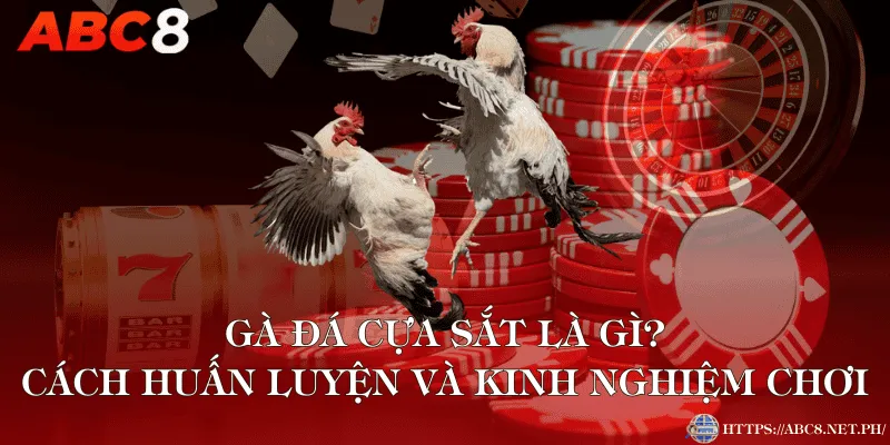 Gà Đá Cựa Sắt Là Gì? Cách Huấn Luyện Và Kinh Nghiệm Chơi