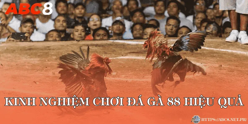 Kinh nghiệm chơi đá gà 88 hiệu quả