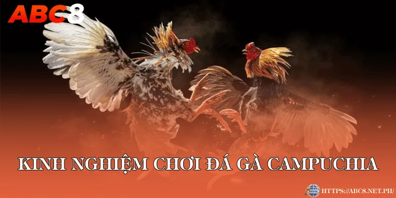 Kinh nghiệm chơi đá gà Campuchia