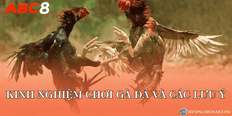 Kinh nghiệm chơi gà đá và các lưu ý